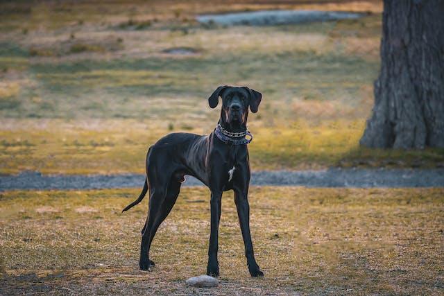 گریت دین (great dane)